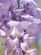 striking Purple Flower