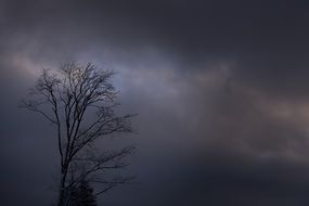 single leafless tree on a dark day