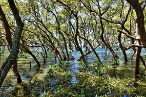 Natural Landscape of swamp