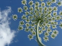 Umbrella flower blossom plant sky view