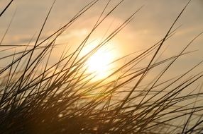 reed against the morning sun in North Friesland