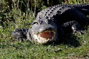 incomparable Alligator Wildlife