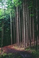 gloomy forest atmosphere