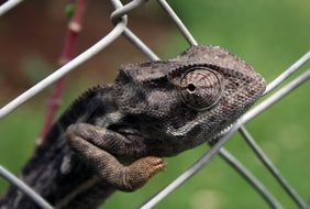 chameleon on a metal fence