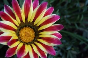incredibly handsomeGazania Stamen