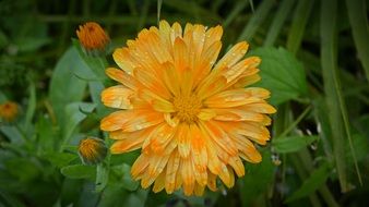 yellow flower of marigold