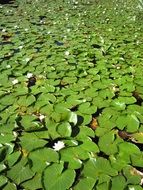 Pond Lily Lotus