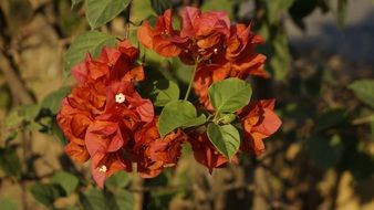 picturesque red Flowers