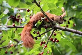 Squirrel on Cherries Tree branch