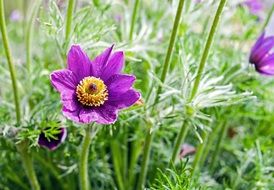 violet pasque flower