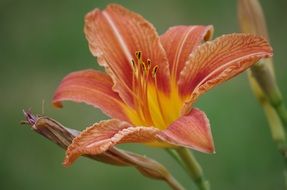 striking Flower of daylily