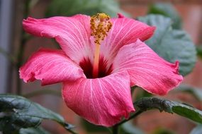 closeup photo of pink Hibiscus flower