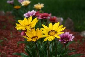yellow, purple and red gazanias in the garden