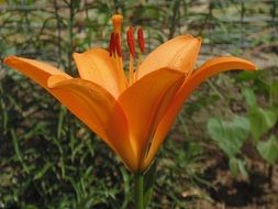 orange lily with long pestles close-up