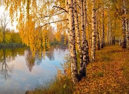 wonderful Alley Birch