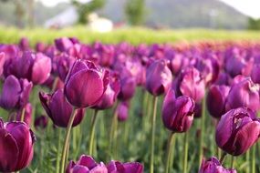 meadow with purple tulips