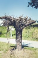tree near the trail in the park