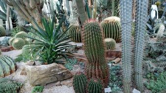 collection of cacti in the botanical garden