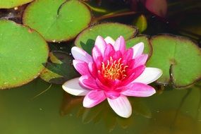Colorful water lily in the pond