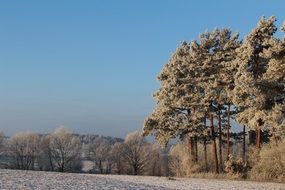 winter forest on a sunny frosty day