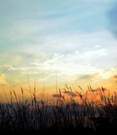 Landscape with the cloudy sky and grass