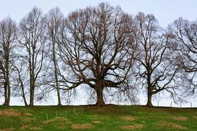 row Of bare Trees