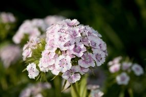 Sweet William carnation family