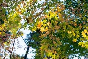 incredibly handsome Plant Foliage