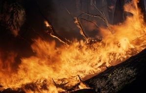 dangerous fire in the forest