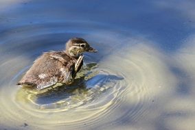 portrait of the wild Gadwall Chicken in Water