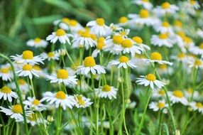 meadow with daisies close-up