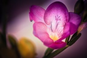 Fresie pink Flower closeup