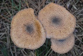 autumn mushrooms on dry grass closeup