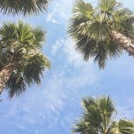 Bottom view of the Palm Trees