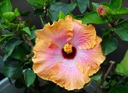 Raindrops on a tropical hibiscus flower