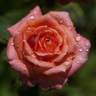 summer rose in drops of water close-up