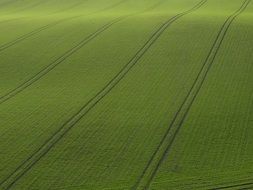 Fields of the cereals