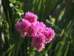 pink bougainvillea in the sunlight