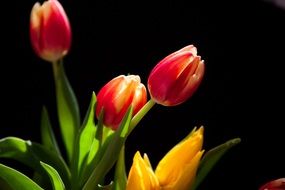 incredibly handsome color Tulips Flowers