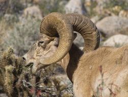 bighorn sheep wildlife