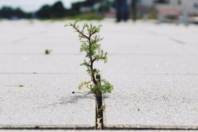 green sprout through the sidewalk