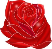 Amazing red rose as illustration on white