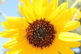 yellow sunflower in sunny summer day