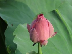 Picture of Lotus Flower in wilderness