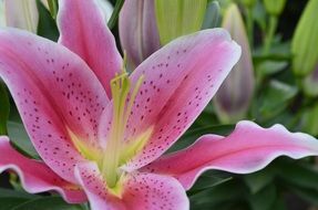 delicate pink lily