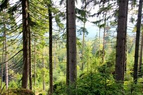 landscape photo of impassable forest in summer