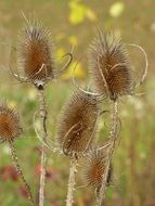 dry prickly sead heads of Teasel, Dipsacus fullonum