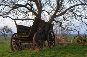 old destroyed wooden carriage under curly willow