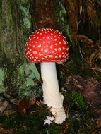 round spotted fly agaric