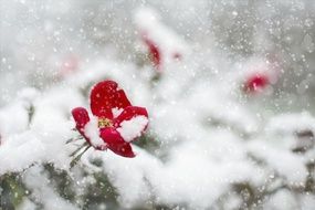 Red Rose in Snow